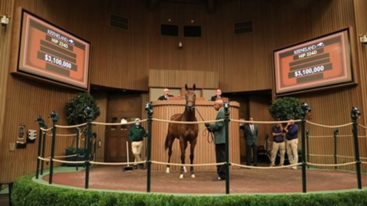 Sale at Keeneland in November is Bustling totaling ... Image 1